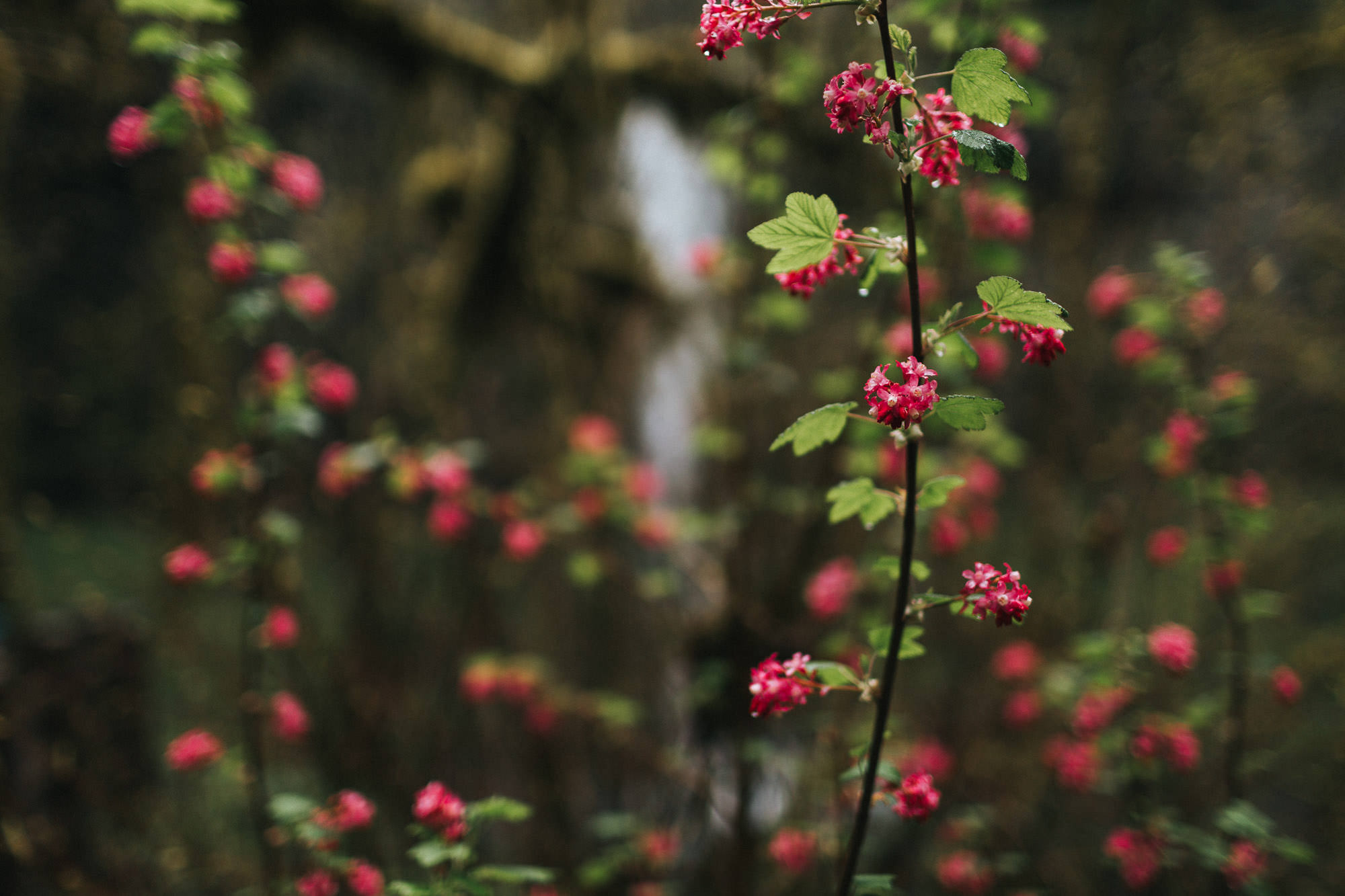 silver-falls-oregon-wedding-photographer-036