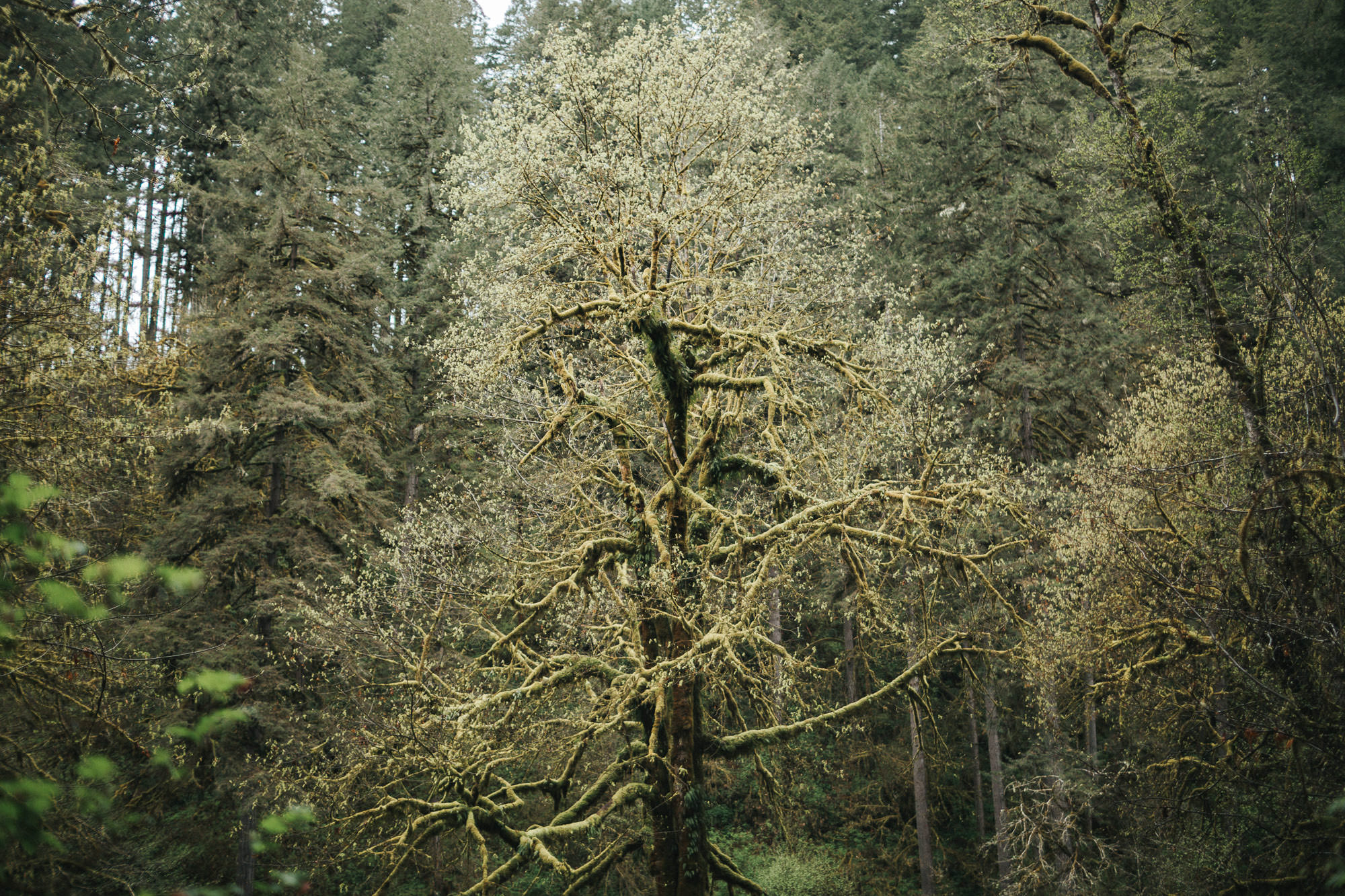 silver-falls-oregon-wedding-photographer-038