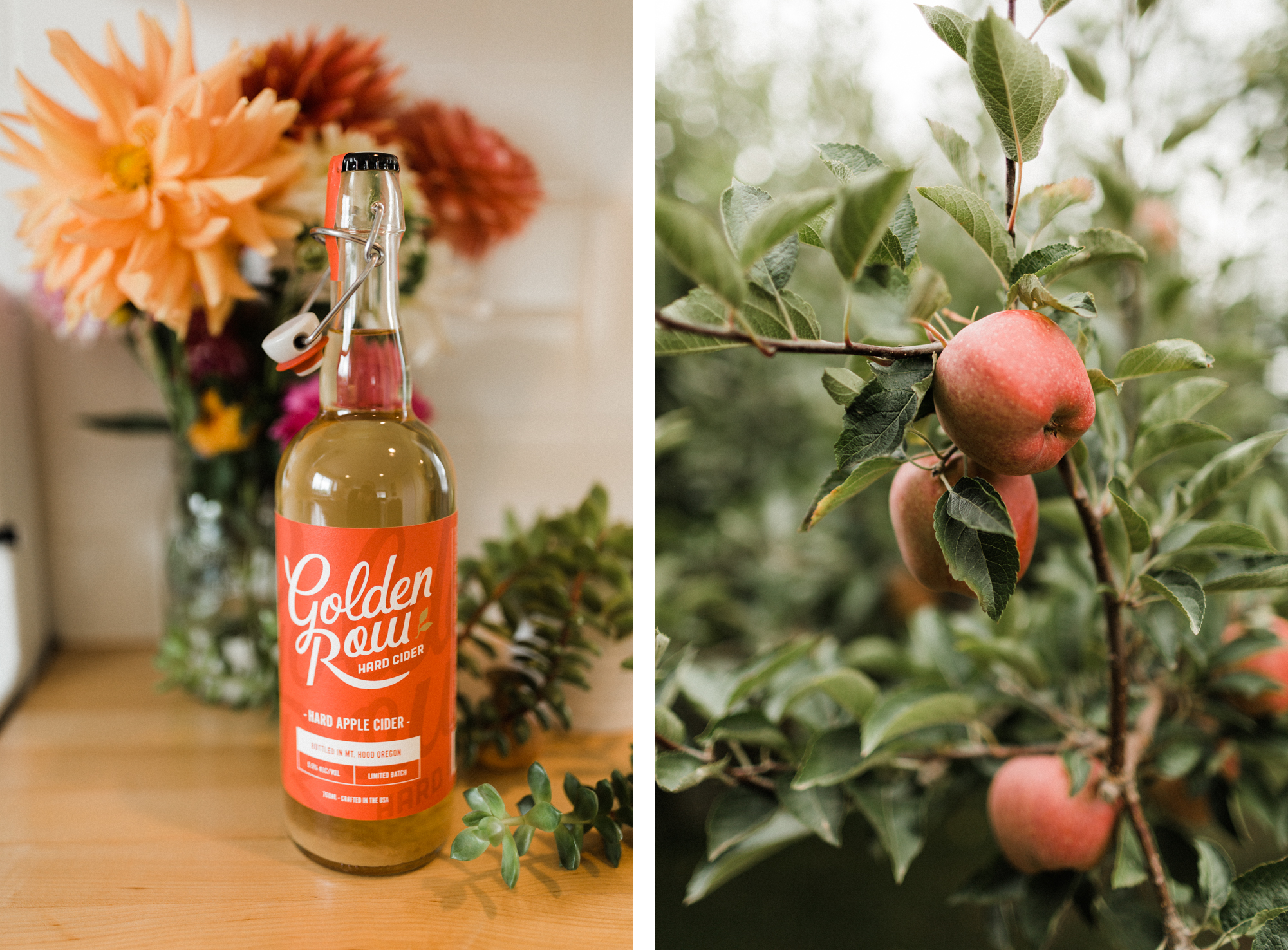 Photo on left shows a bottle of Golden Row Cider. Photo on right shows apples growing on a tree.