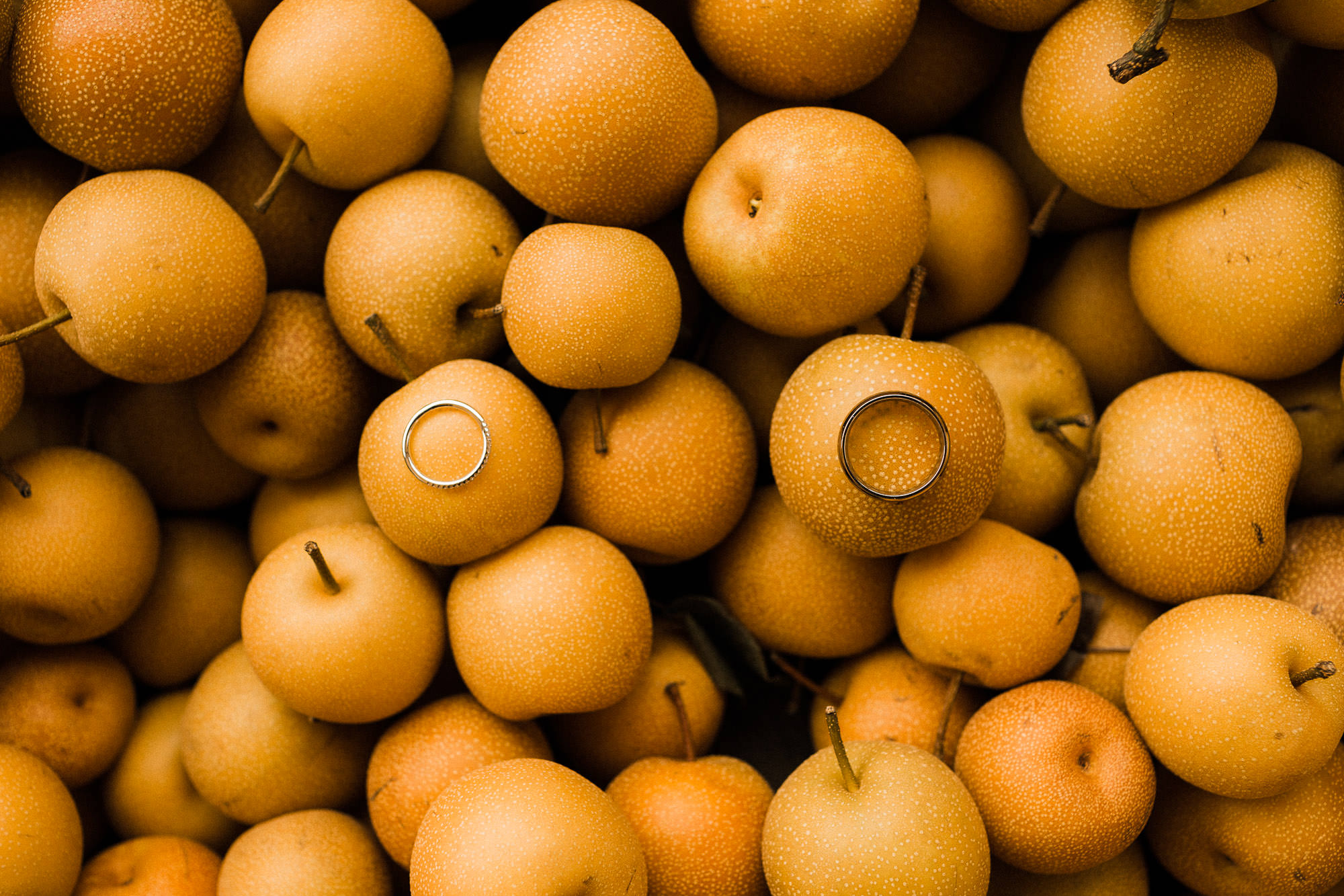 Wedding rings rest on a pile of golden pears at Mt. View Orchards in Mt. Hood, Oregon.