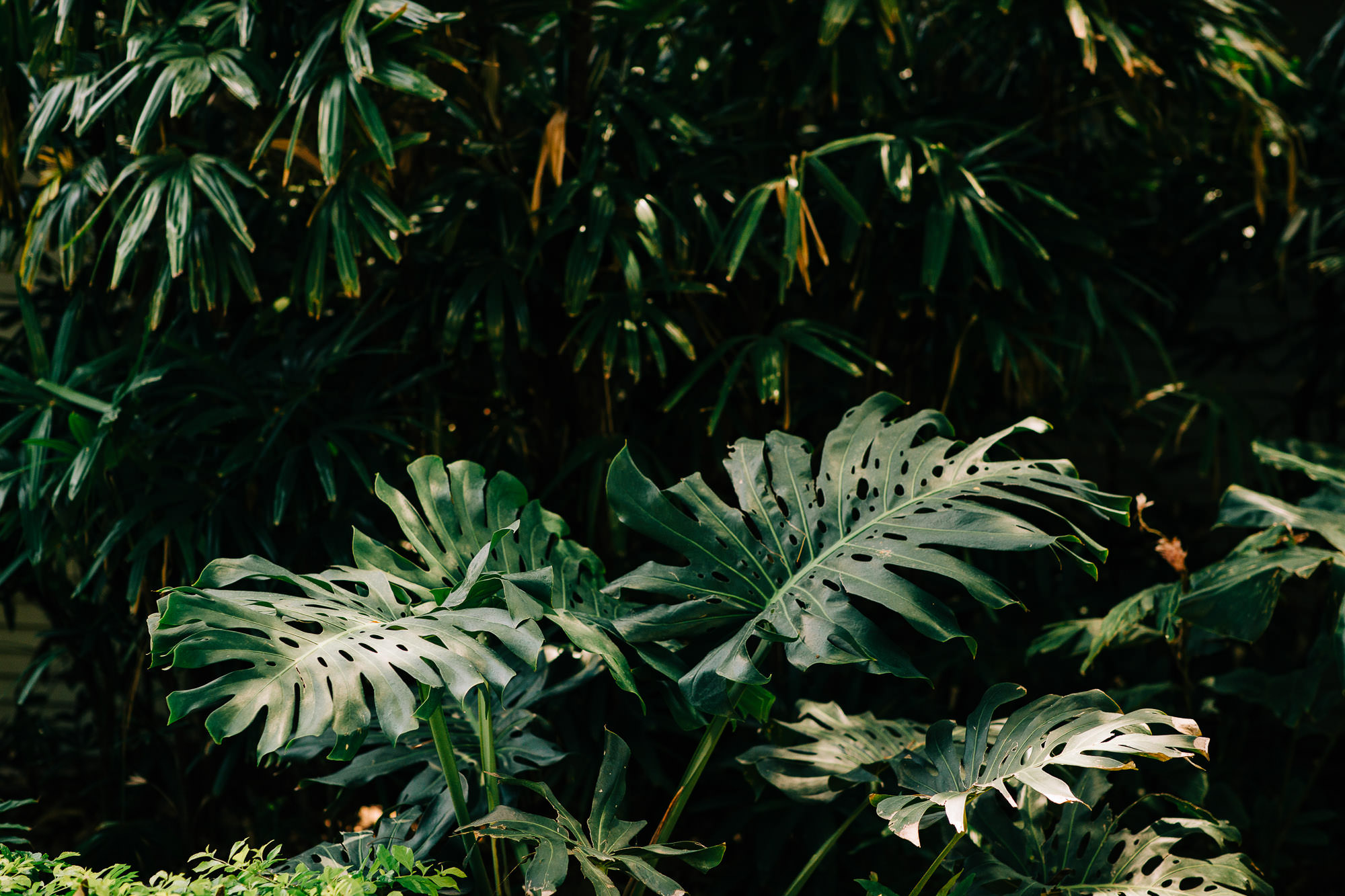 Tropical-greenery-maui